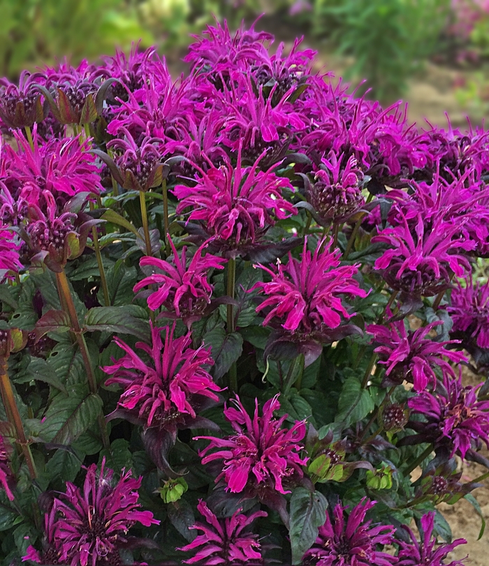 Sugar Buzz® Bee Balm - Monarda didyma 'Rockin Raspberry' from Kings Garden Center