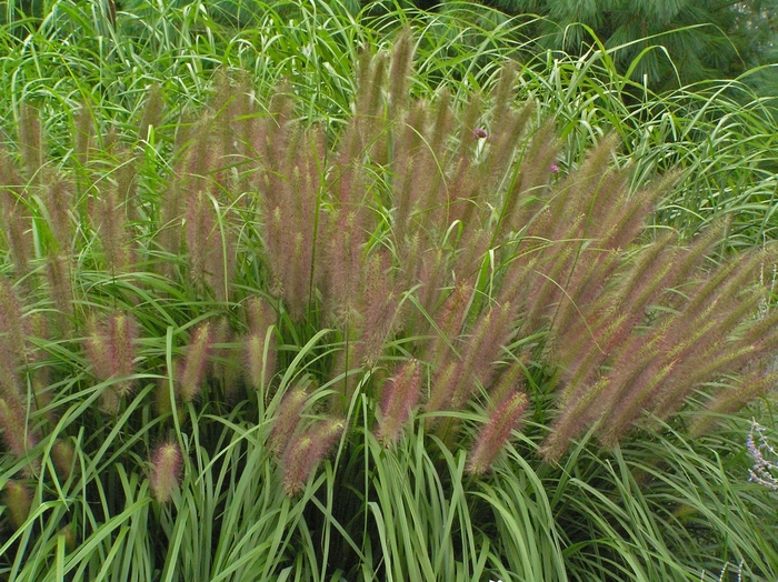 Red Head Fountain Grass - Pennisetum alopecuroides 'Red Head' from Kings Garden Center