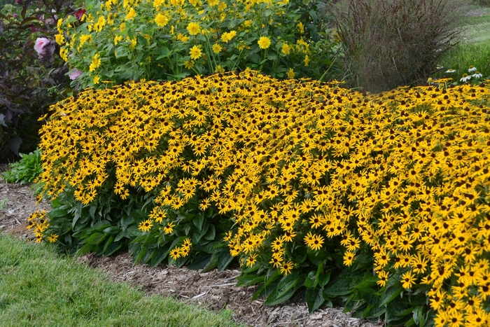 Dwarf Black-Eyed Susan - Rudbeckia fulgida var. sullivantii 'Little Goldstar' from Kings Garden Center