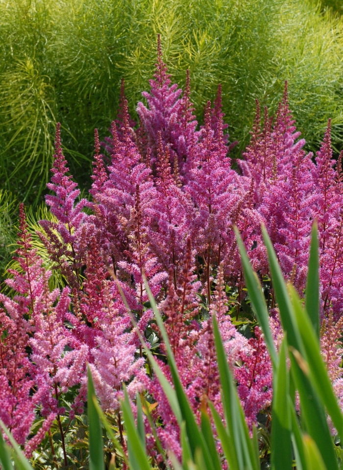 False Spirea - Astilbe chinensis 'Maggie Daley' from Kings Garden Center