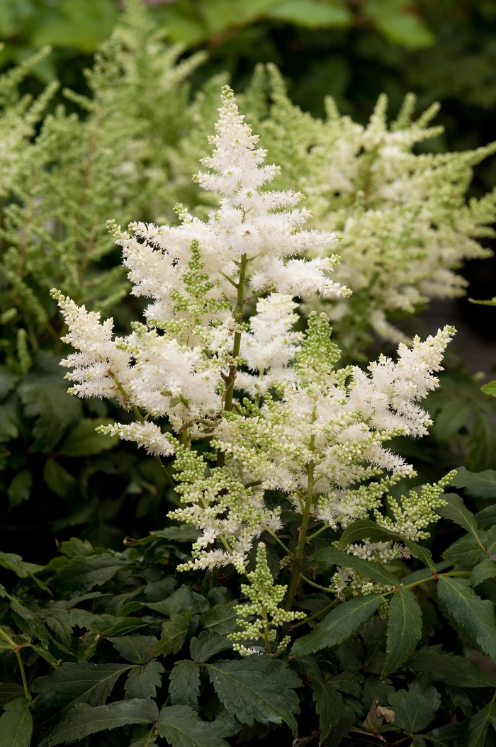 False Spirea - Astilbe 'Younique White' from Kings Garden Center