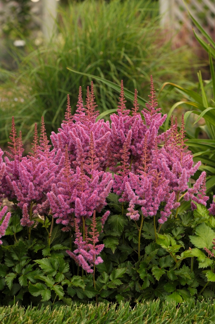 Chinese Astilbe - Astilbe chinensis 'Visions' from Kings Garden Center