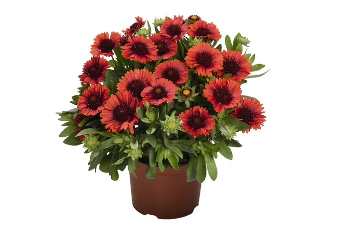 Blanket Flower - Gaillardia 'Spin Top Red' from Kings Garden Center
