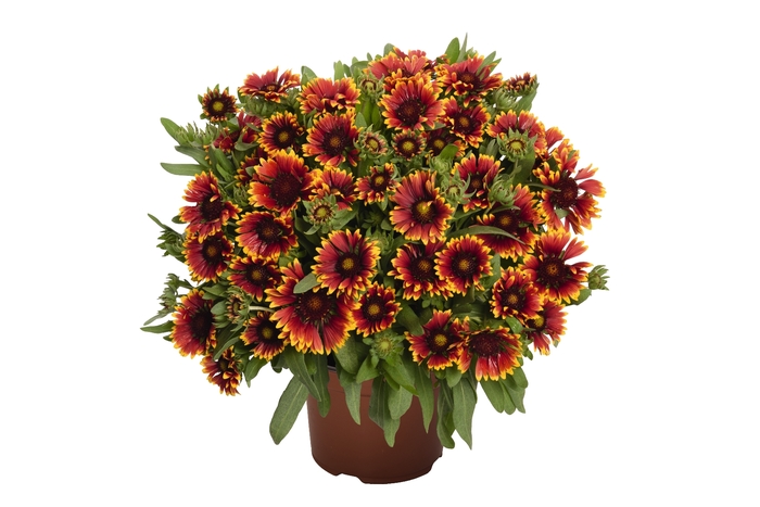 Blanket Flower - Gaillardia aristata 'Spintop Orange Halo' from Kings Garden Center