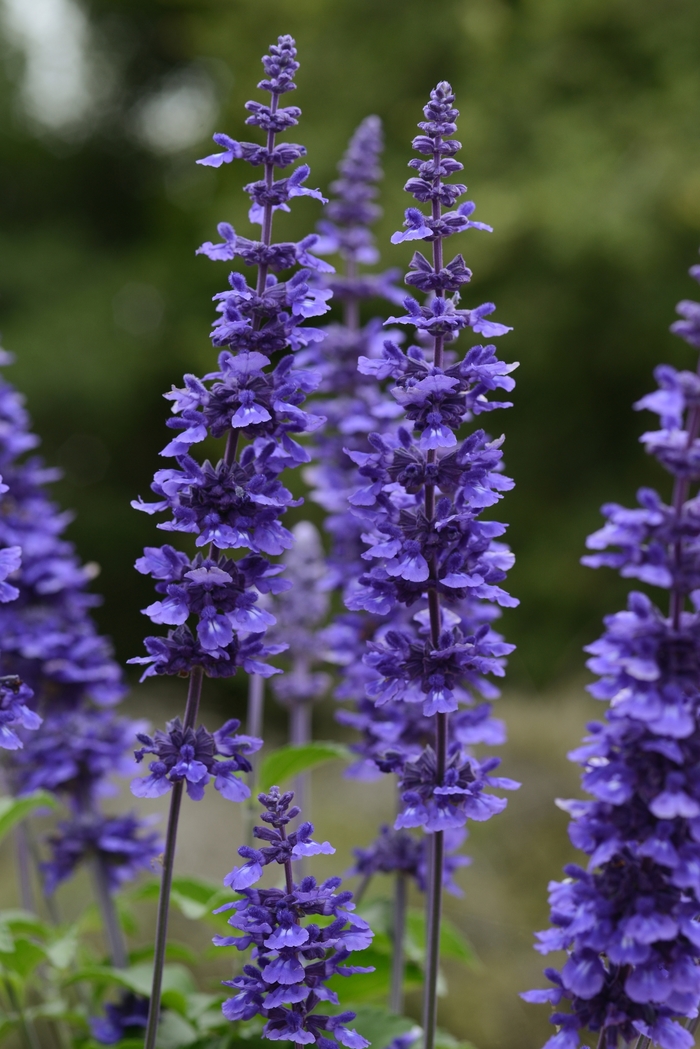 Sage - Salvia 'Mystic Spires Improved' from Kings Garden Center