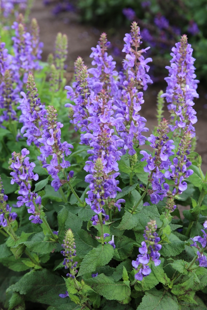 Sky Blue Marvel Meadow Sage - Salvia nemorosa 'Sky Blue Marvel' from Kings Garden Center