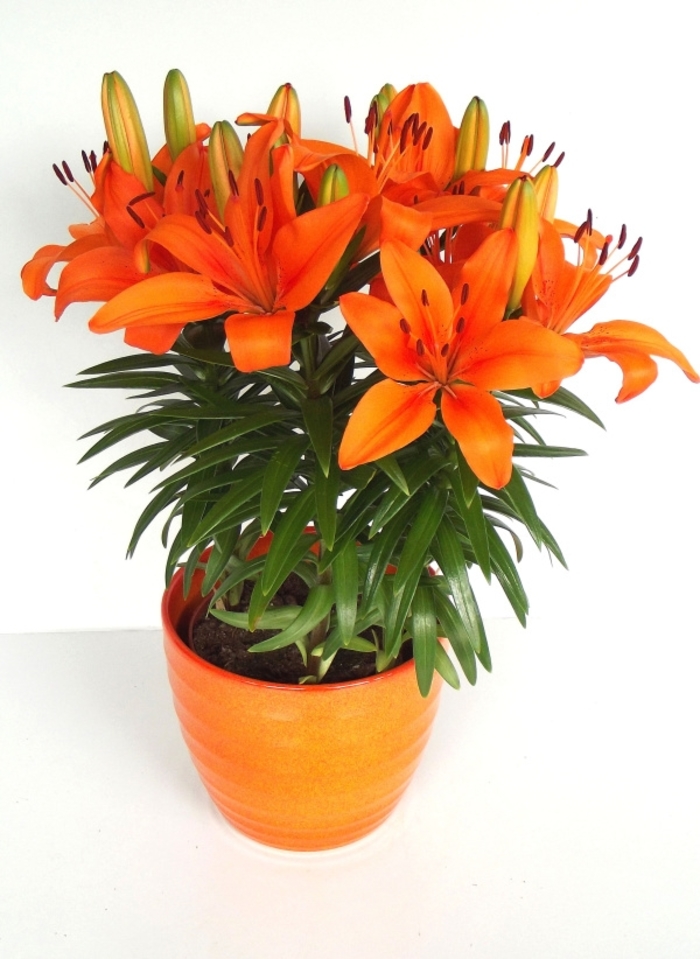 Asiatic Lily - Lilium 'Fantasiatic Orange' from Kings Garden Center