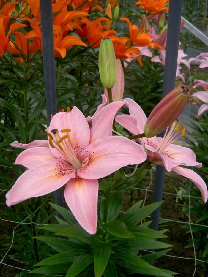 Asiatic Lily - Lilium 'Fantasiatic Pink' from Kings Garden Center
