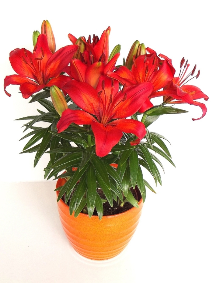 Asiatic Lily - Lilium 'Fantasiatic Red' from Kings Garden Center