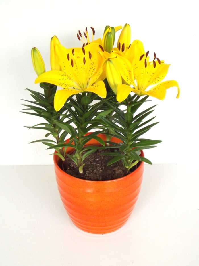 Asiatic Lily - Lilium 'Fantasiatic Yellow' from Kings Garden Center