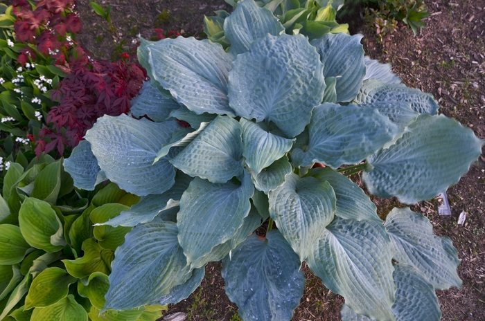 Hosta - Hosta 'Diamond Lake' from Kings Garden Center