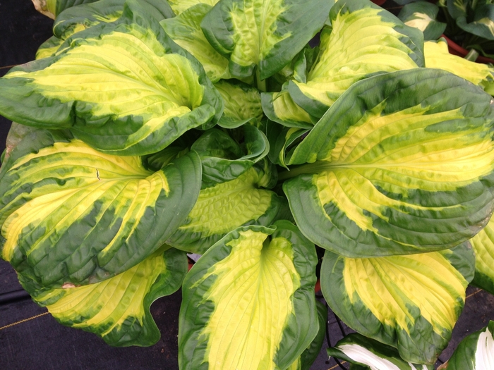 Hosta, Plantain Lily - Hosta 'Etched Glass' from Kings Garden Center