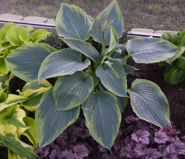 Hosta, Plantain Lily - Hosta 'Wu-La-La' from Kings Garden Center