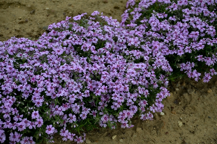 Creeping Phlox - Phlox 'Eye Candy' from Kings Garden Center