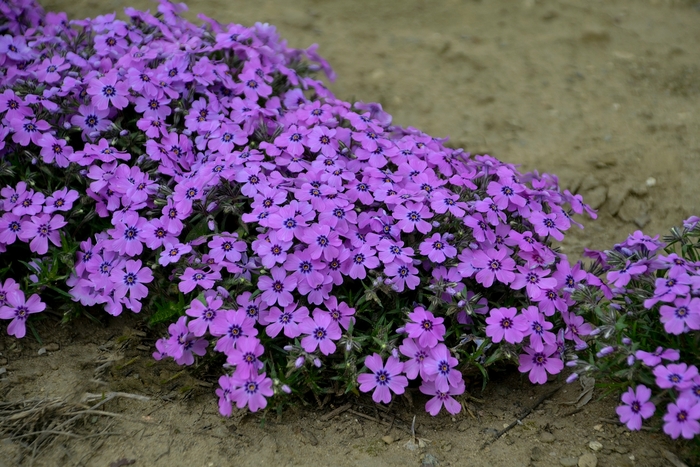 Creeping Phlox - Phlox 'Eye Shadow' from Kings Garden Center