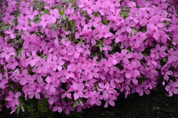 'Magenta Sprite' - Phlox hybrid from Kings Garden Center