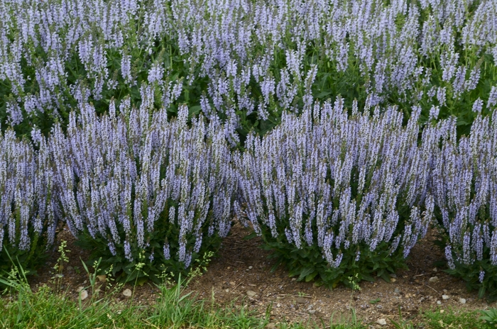 Meadow Sage - Salvia nemerosa 'Perfect Profusion' from Kings Garden Center