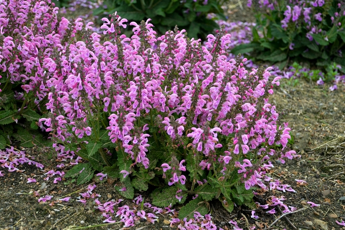 Meadow Sage - Salvia pratensis 'Sweet Petite' from Kings Garden Center