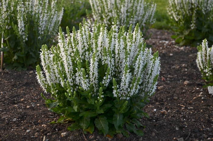 Meadow Sage - Salvia nemorosa 'Bumblesnow' from Kings Garden Center