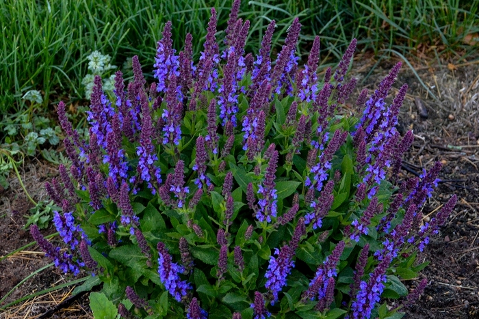 Meadow Sage - Salvia nemorosa 'Violet Profusion' from Kings Garden Center