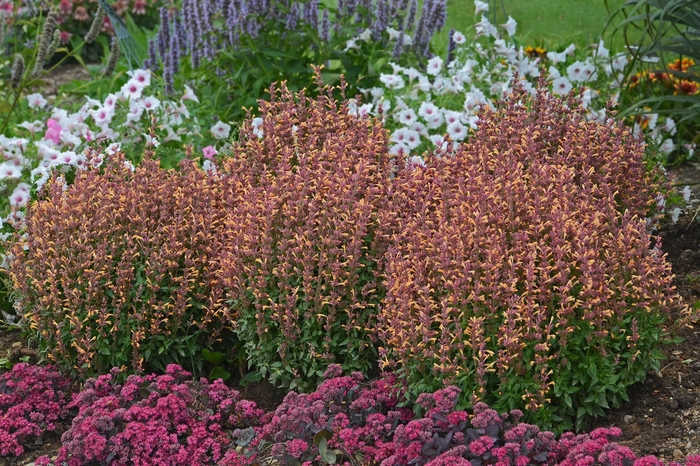 'Peachie Keen' Anise Hyssop - Agastache rupestris from Kings Garden Center