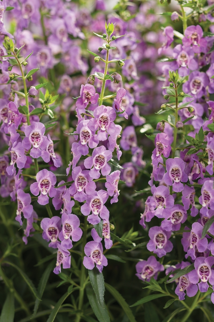 Summer Snapdragon - Angelonia 'Angelface™ Steel Blue' from Kings Garden Center