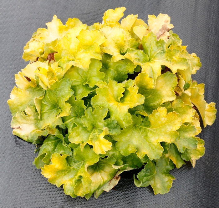 Coral Bells - Heuchera 'Lemon Supreme' from Kings Garden Center