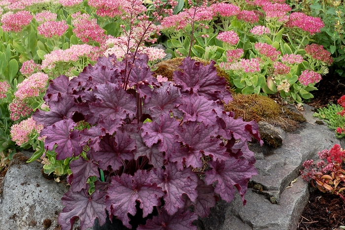 Coral Bells - Heuchera 'Grande Amethyst' from Kings Garden Center