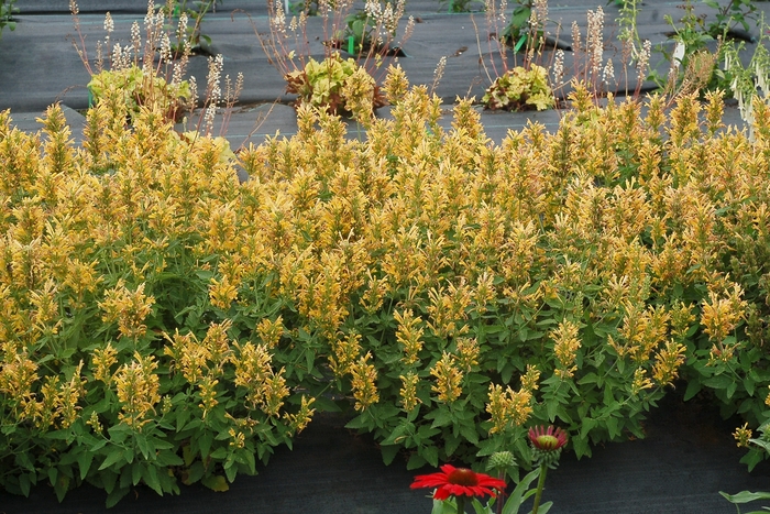 Hummingbird Mint - Agastache 'Poquito Butter Yellow' from Kings Garden Center