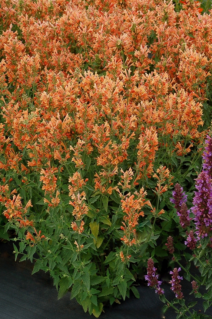 Hummingbird Mint - Agastache 'Poquito Orange' from Kings Garden Center