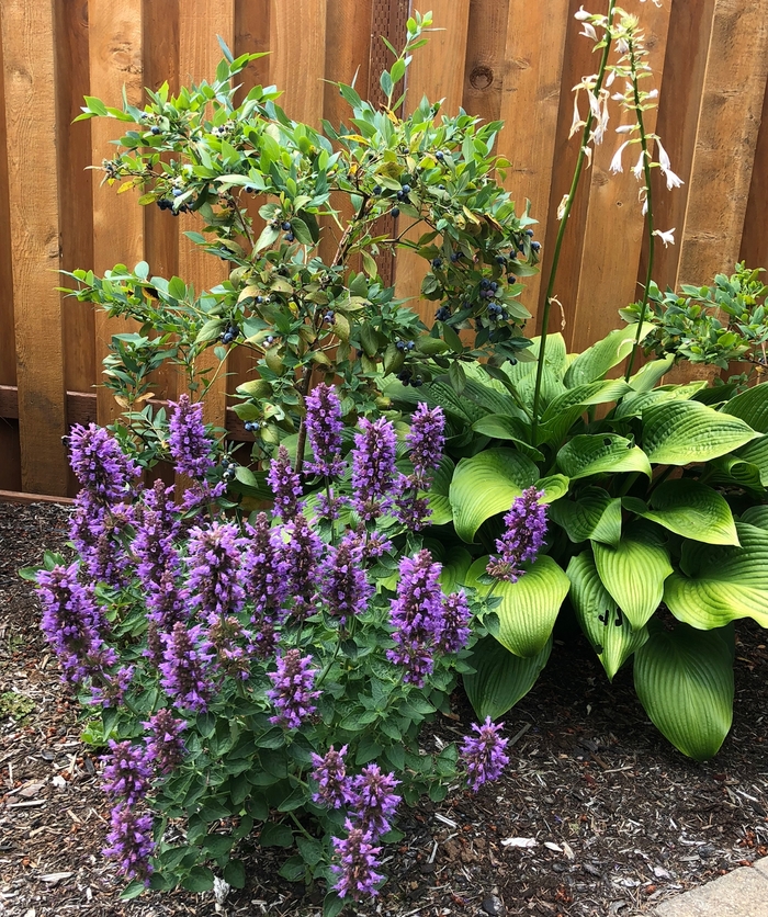 Hummingbird Mint - Agastache 'Poquito Dark Blue' from Kings Garden Center