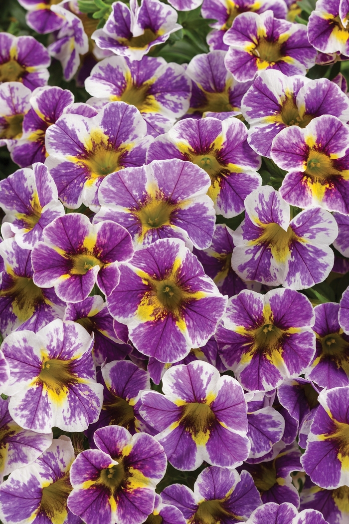 Superbells® Calibrachoa - Calibrachoa hybrida 'Superbells Holy Smokes' from Kings Garden Center