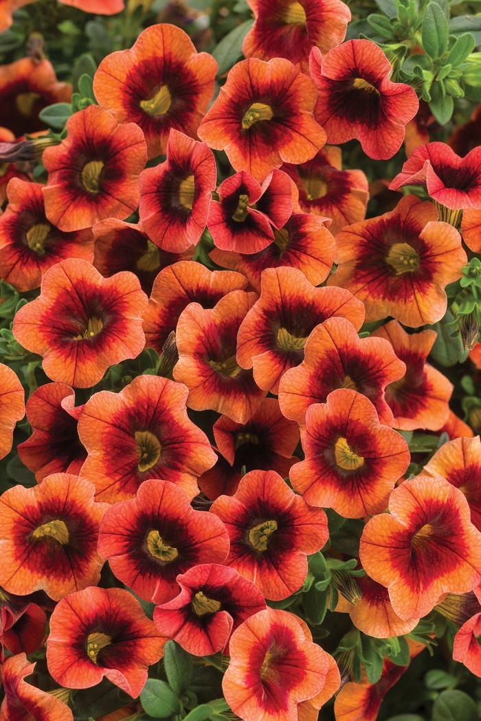 Superbells® Tangerine Punch™ - Calibrachoa hybrid from Kings Garden Center