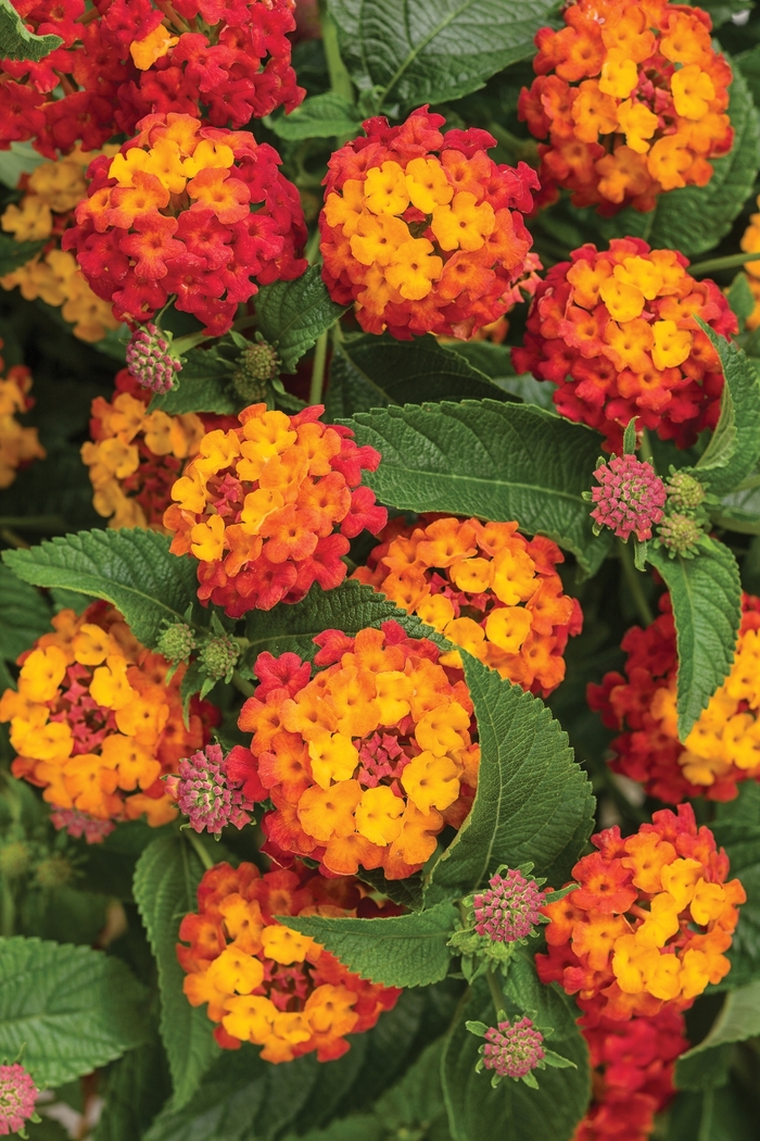 Lantana - Lantana camara 'Luscious® Citrus Blend™ from Kings Garden Center