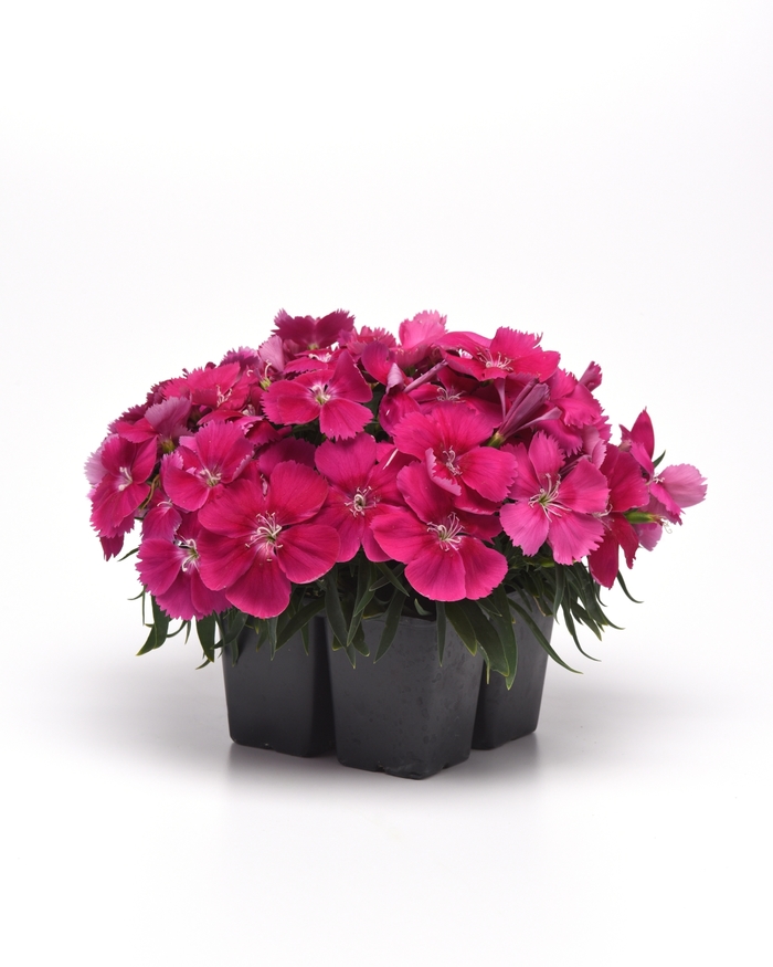 Pinks - Dianthus chinensis 'Corona Rose' from Kings Garden Center