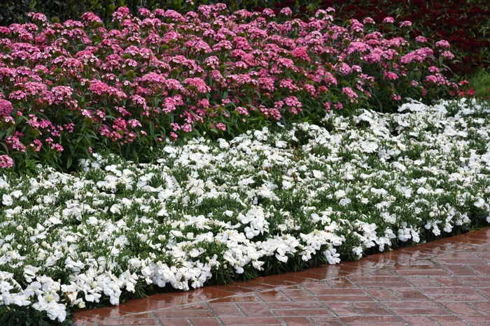 Pinks - Dianthus chinensis 'Corona White' from Kings Garden Center