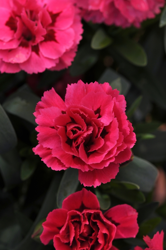 Pot Carnation - Dianthus caryophyllus 'Oscar Cherry + Velvet' from Kings Garden Center