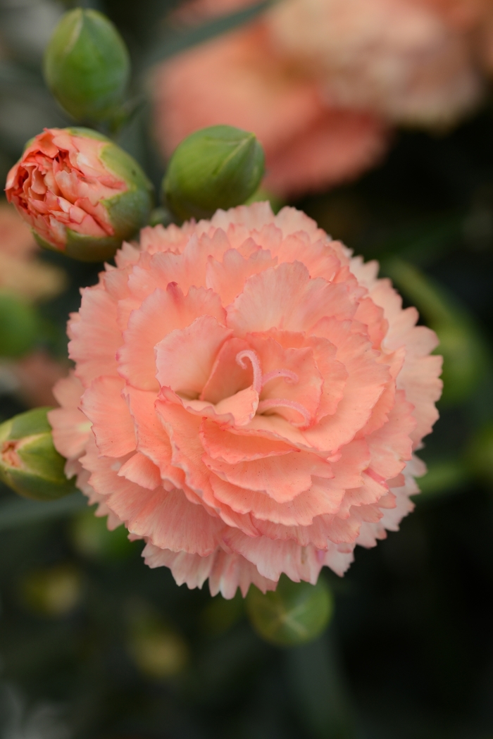 Pot Carnation - Dianthus caryophyllus 'SuperTrouper Orange' from Kings Garden Center