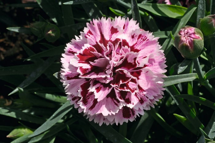 Pot Carnation - Dianthus caryophyllus 'SuperTrouper Velvet + Red' from Kings Garden Center