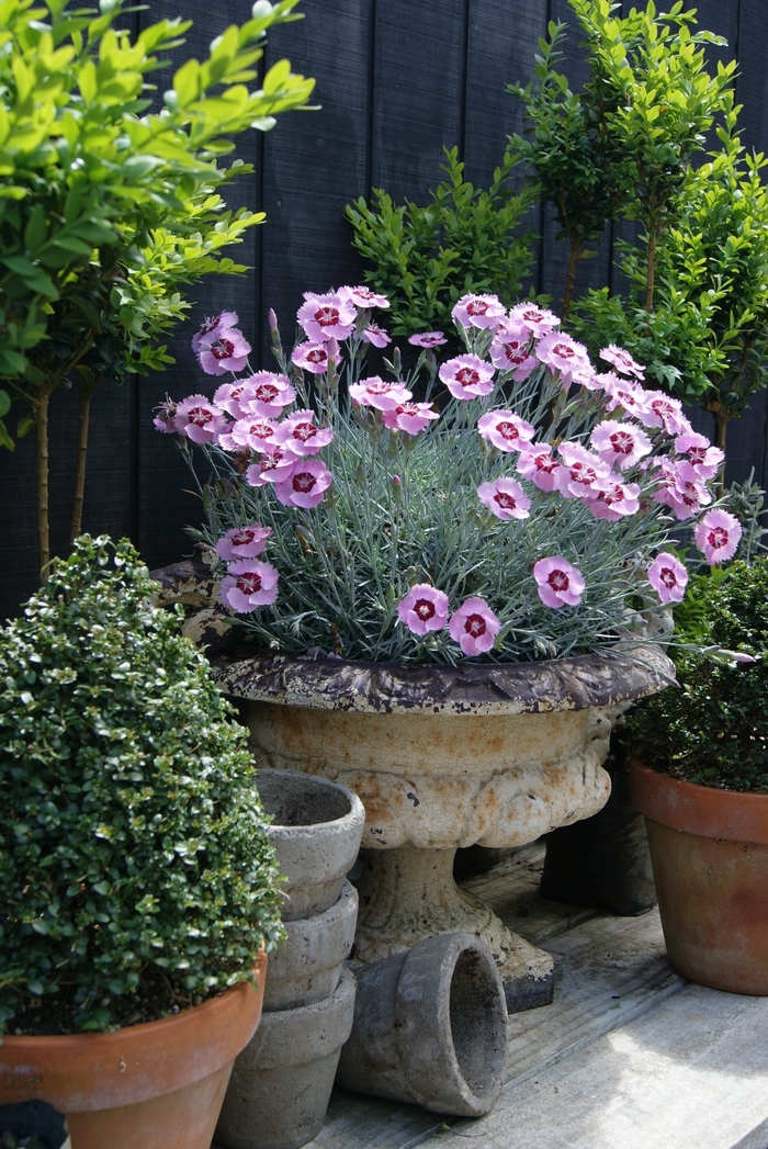 Scent from Heaven™ - Dianthus 'Angel of Peace' from Kings Garden Center