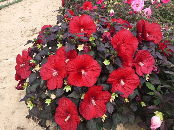 Summerific® - Hibiscus hybrid 'Summerific Holy Grail' from Kings Garden Center