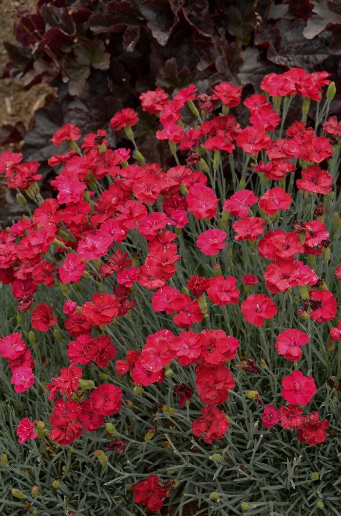 Cheddar Pink - Dianthus x ''Frosty Fire'' from Kings Garden Center