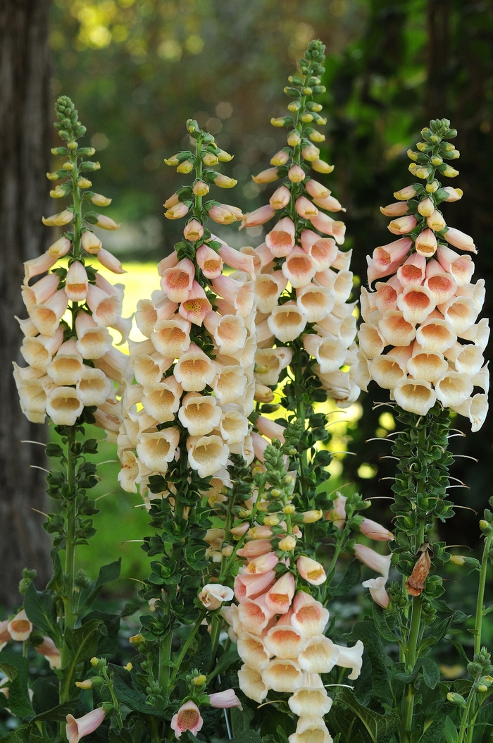 Dalmatian Foxglove - Digitalis purpurea 'Dalmatian Peach' from Kings Garden Center