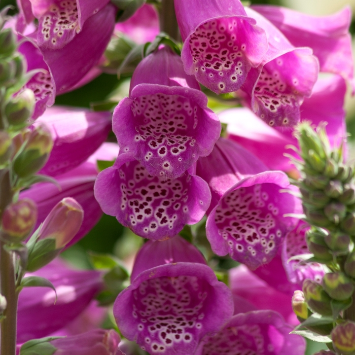 Dalmatian Foxglove - Digitalis purpurea 'Dalmatian Purple' from Kings Garden Center