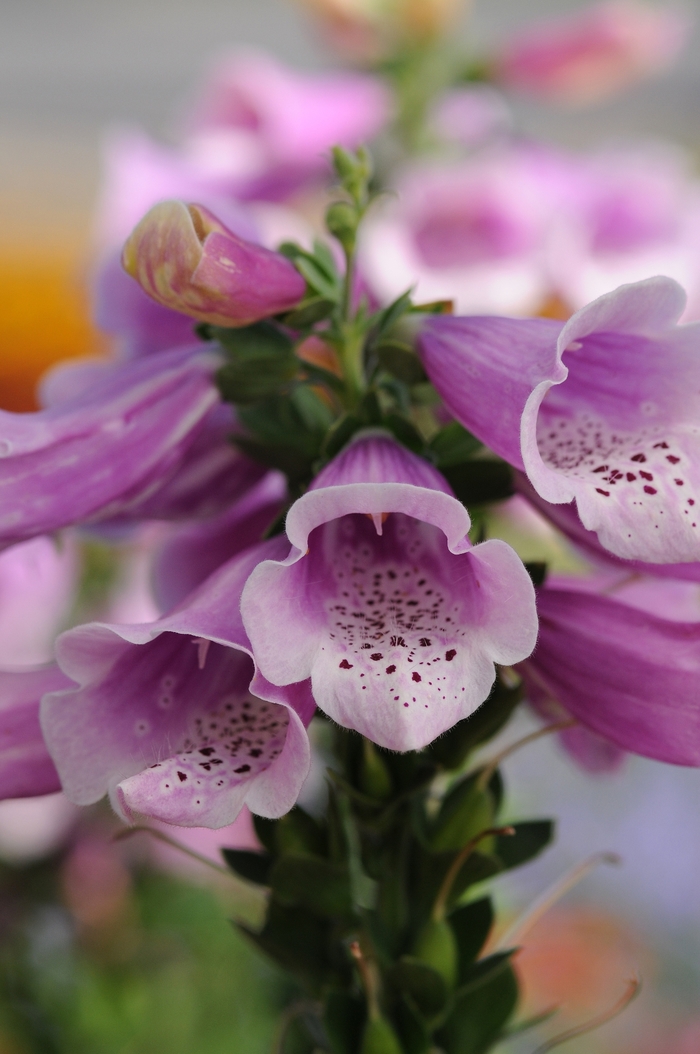 Dalmatian Foxglove - Digitalis purpurea 'Dalmatian Rose' from Kings Garden Center