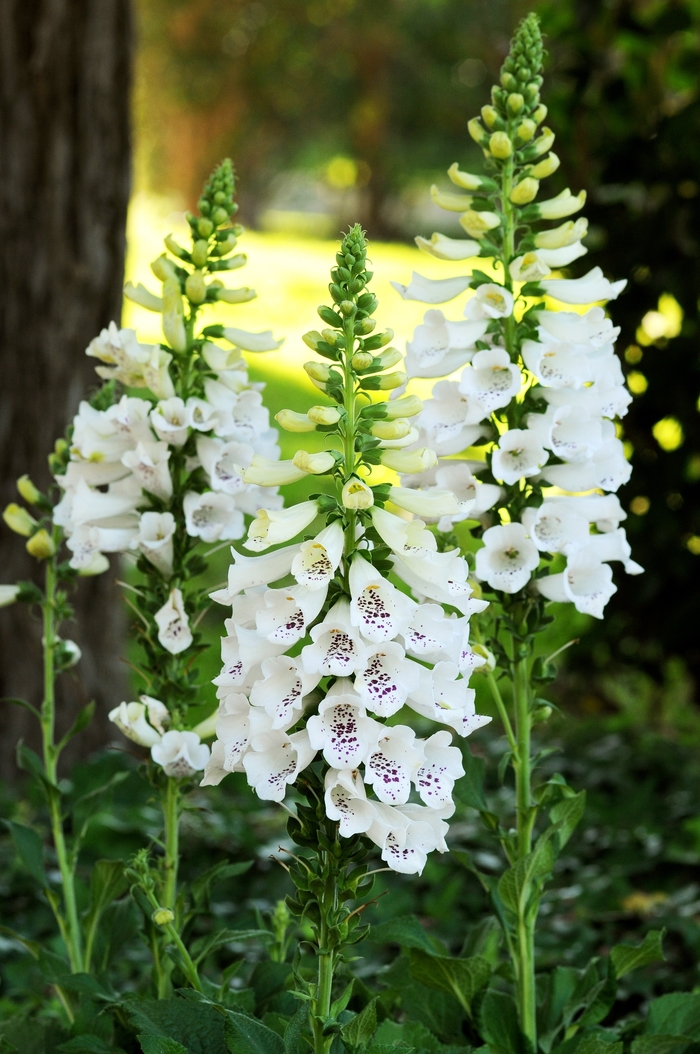 Dalmatian Foxglove - Digitalis purpurea 'Dalmatian White' from Kings Garden Center