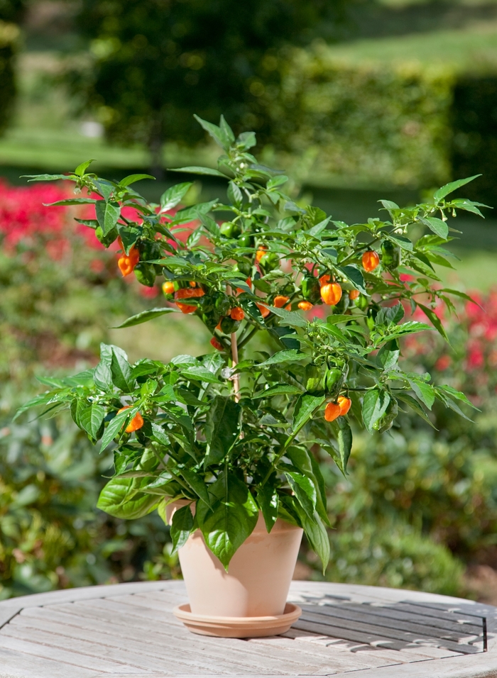 Habanero Pepper - Capsicum 'Habanero' from Kings Garden Center