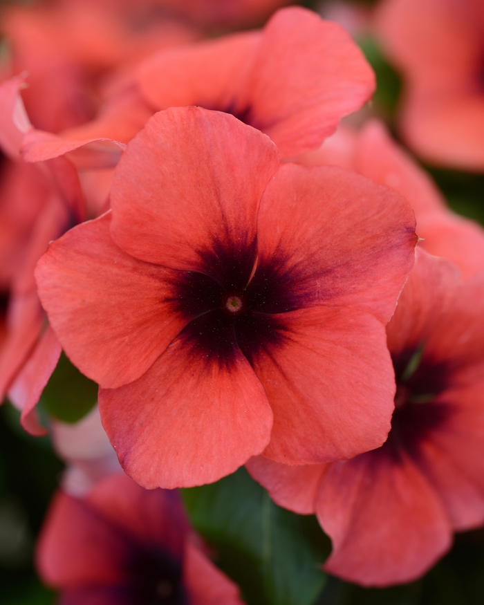 Periwinkle - Catharanthus roseus 'Tattoo Papaya' from Kings Garden Center