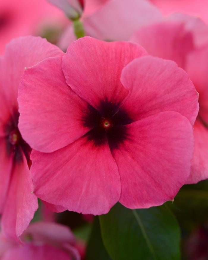 Periwinkle - Catharanthus roseus 'Tattoo Raspberry' from Kings Garden Center