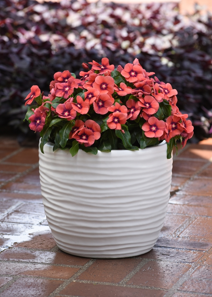 Periwinkle - Vinca Catharanthus roseus 'Tattoo Tangerine' from Kings Garden Center